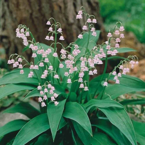 CONVALLARIA MAJALIS 'ROSEA'~PINK LILY OF THE VALLEY~SHOWY FRAGRANT SHADE PLANTS