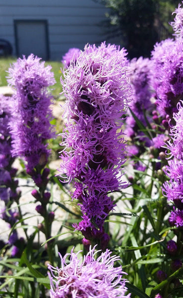 LIATRIS SPICATA 'PURPLE' BLAZING STAR BUTTERFLY PLANT FLOWER BULB PERENNIAL