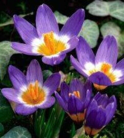 TRICOLOR~CROCUS~PERENNIAL FLOWER BULBS PLANT NOW FOR EARLY SPRING GARDEN BLOOMS!