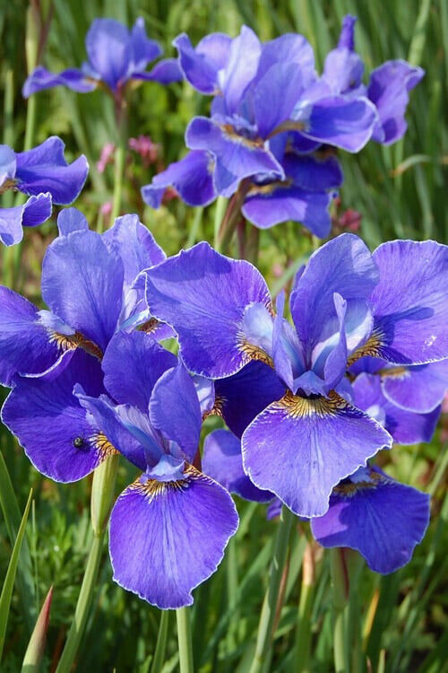 Silver Edge Iris Tall Blue Siberian Hybrid Hardy Perennial Plant Deer Resistant!