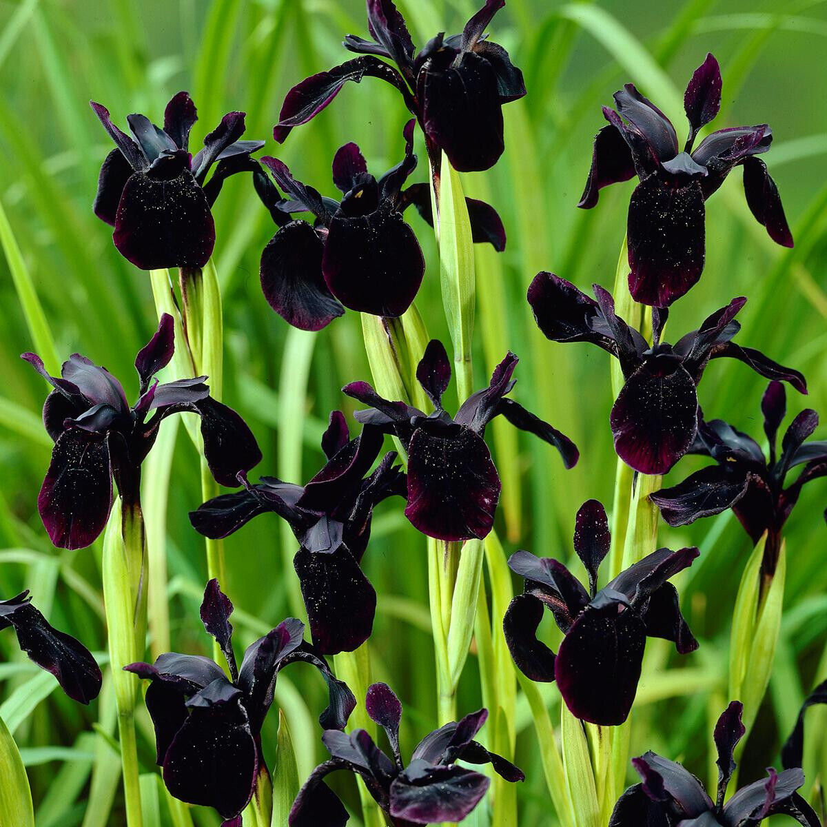 Wild Black Iris chrysographes Hardy Perennial Plant graceful grass-like foliage!