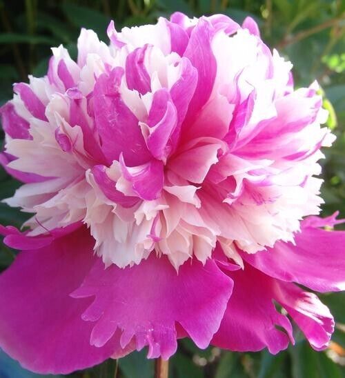 Celebrity Double Peony Live Perennial Fragrant Raspberry&White Flower Bulb Plant