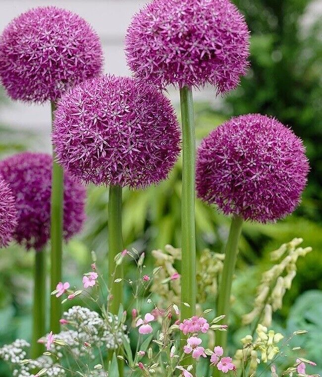 ALLIUM~PINBALL WIZARD~JUMBO SIZE FLOWER BULBS SPECTACULAR LATE SPRING BLOOMS!!!