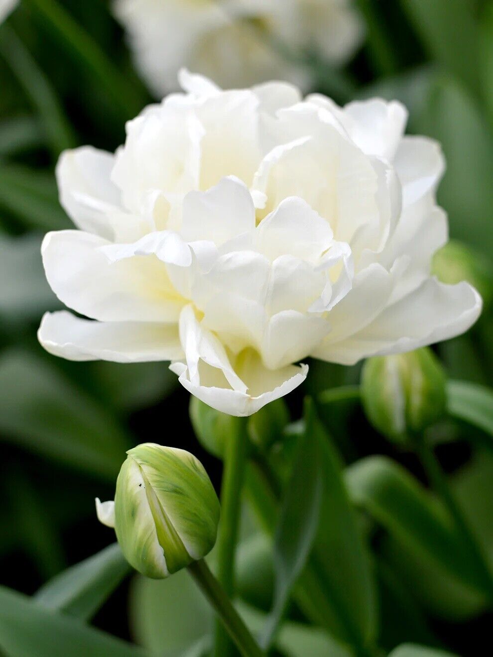 MONDIAL~DOUBLE PEONY TULIP~PERENNIAL FLOWER BULBS PLANT NOW FOR SPRING BLOOMS!!!