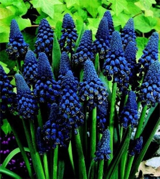 MUSCARI PARADOXUM FLOWER BULBS BLACK-BLUE GRAPE HYACINTHS PERENNIAL SPRING BLOOM