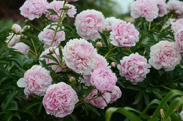 Sarah Bernhardt Double Peony Live Perennial Fragrant Rose-Pink Flower Bulb Plant