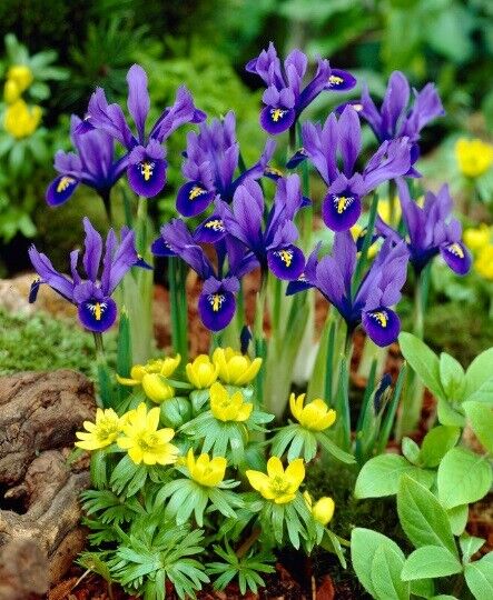 MINIATURE BLUE IRIS FLOWER BULBS PLANT NOW FOR LATE WINTER/EARLY SPRING FLOWERS!