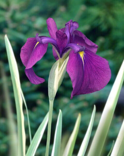 Wild Black Iris chrysographes Hardy Perennial Plant graceful grass-like foliage!