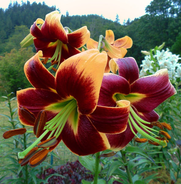 RED MORNING TREE LILY FLOWER BULBS HARDY 4-8 FT. TALL GIANT FRAGRANT BLOOMS!!