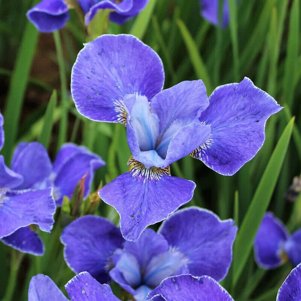 Silver Edge Iris Tall Blue Siberian Hybrid Hardy Perennial Plant Deer Resistant!