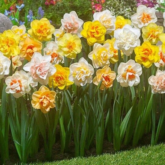 NARCISSUS FRAGRANT DOUBLE DAFFODIL MIXTURE HARDY PERENNIAL FLOWER BULBS PLANTING