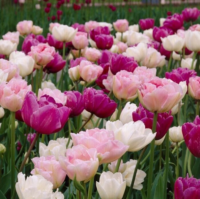 ROMANTIC MIX~DOUBLE PEONY TULIP~PERENNIAL FLOWER BULBS PLANT NOW FOR SPRING BLMS