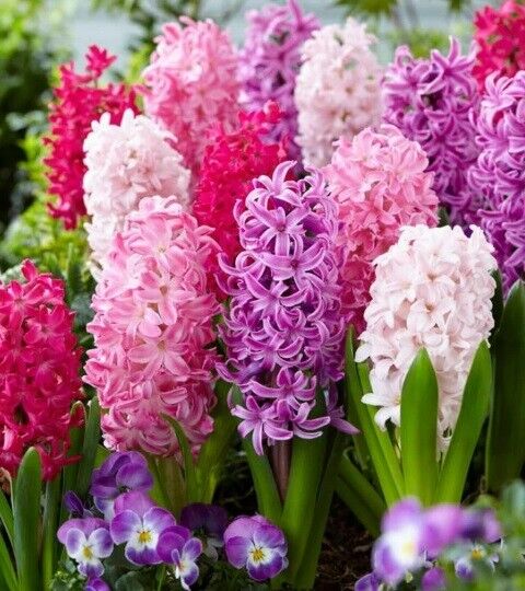 HYACINTH~THE PINKS MIX~JUMBO SIZE FLOWER BULBS POWERFULLY FRAGRANT SPRING BLOOMS