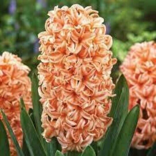 HYACINTH~GYPSY QUEEN~JUMBO SIZE FLOWER BULBS POWERFULLY FRAGRANT SPRING BLOOMS!!