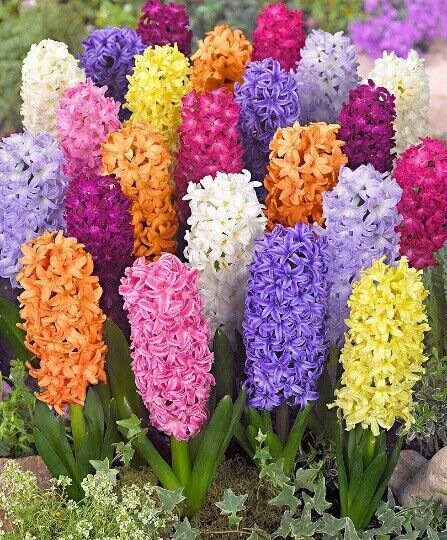 HYACINTH~RAINBOW MIX~JUMBO SIZE FLOWER BULBS POWERFULLY FRAGRANT SPRING BLOOMS!!