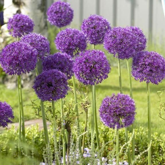 ALLIUM~PURPLE SENSATION~HARDY PERENNIAL FLOWER BULBS ORNAMENTAL ONION SPRING BLM