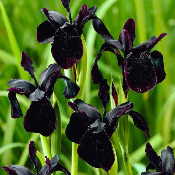 Wild Black Iris chrysographes Hardy Perennial Plant graceful grass-like foliage!