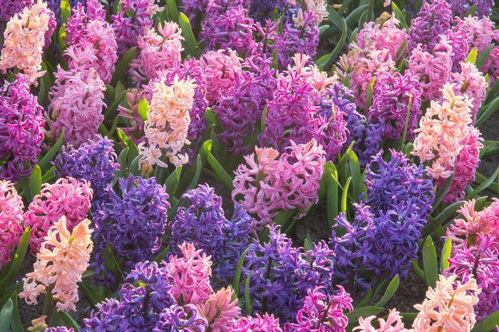 HYACINTH~COTTON CANDY MIX~JUMBO SIZE FLOWER BULBS POWERFULLY FRAGRANT SPRING BLM