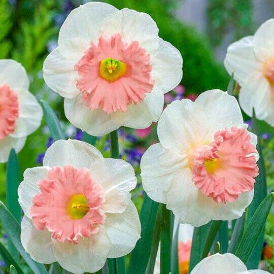 NARCISSUS 'PINK CHARM' HARDY FLOWER BULBS FRAGRANT LARGE DAFFODILS SPRING GARDEN