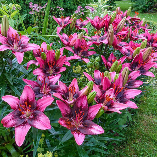 TRENDY SANTO DOMINGO LILY FLOWER BULBS 18-20" TALL HARDY PERENNIAL PLANT UNIQUE
