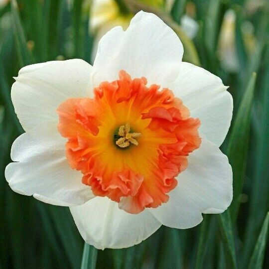NARCISSUS 'PRECOCIOUS' DAFFODIL FLOWER BULBS POWERFULLY FRAGRANT SPRING BLOOMS!!