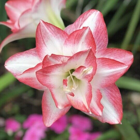 RARE *FRAGRANT* AMARYLLIS 'PEACOCK BLOSSOM'~28/+CM BULB~INDOOR FLOWERING PLANT!!