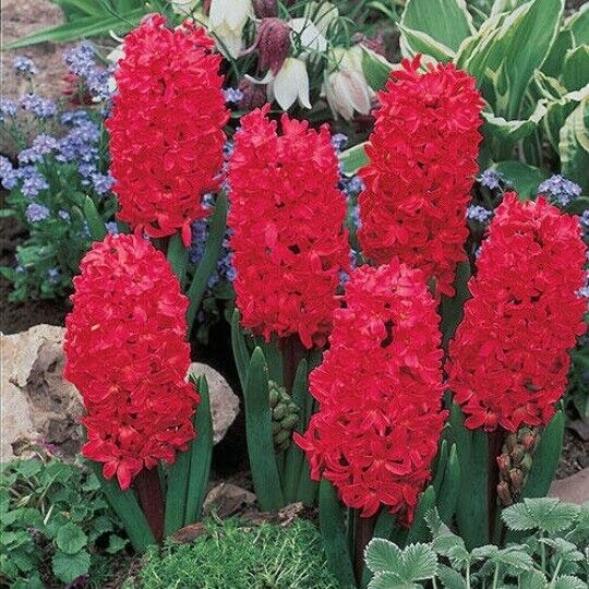 RED HYACINTH~JAN BOS~JUMBO SIZE FLOWER BULBS POWERFULLY FRAGRANT SPRING BLOOMS!!