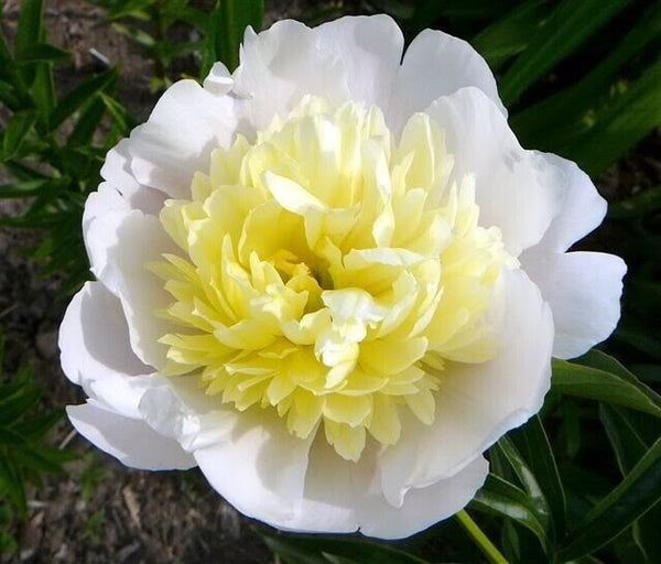 Primevere Anemone-Type Peony Live Perennial Fragrant Flower Bulb Plant 3-5 EYES!