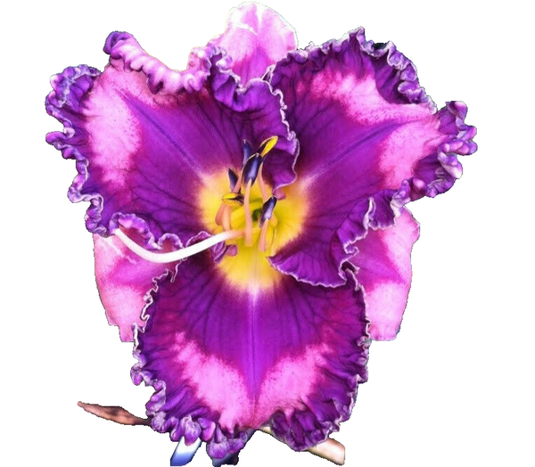 HEMEROCALLIS ~YOU'VE GOT SOUL~ REBLOOMING DAYLILY HARDY PERENNIAL PLANT