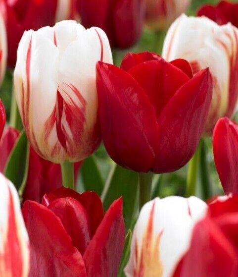 HOLIDAY MIX~RED & WHITE TULIP~PERENNIAL FLOWER BULBS PLANT NOW FOR SPRING BLOOMS