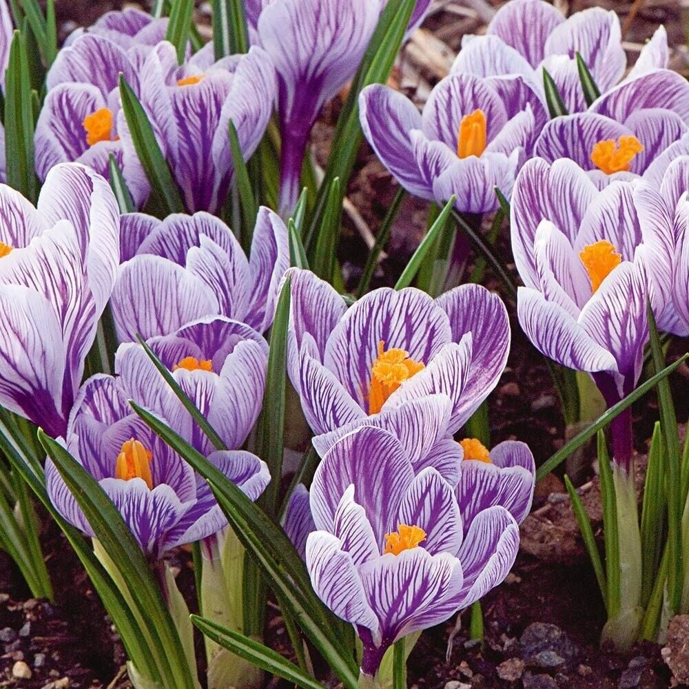 CROCUS~GIANT MIX~EASY PERENNIAL FLOWER BULBS PLANT NOW FOR EARLY SPRING FLOWERS!