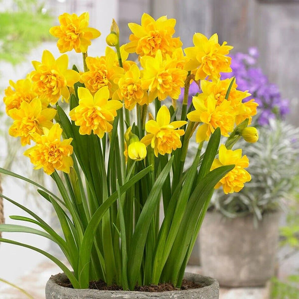 NARCISSUS 'TETE BOUCLE' DAFFODIL FLOWER BULBS POWERFULLY FRAGRANT DOUBLE BLOOMS!