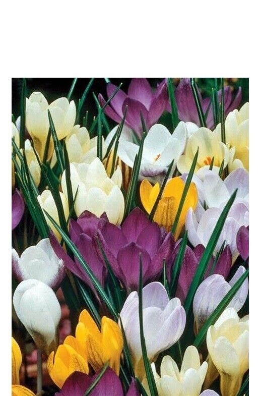 CROCUS~EARLY MIX~EASY PERENNIAL FLOWER BULBS PLANT NOW FOR EARLY SPRING FLOWERS!