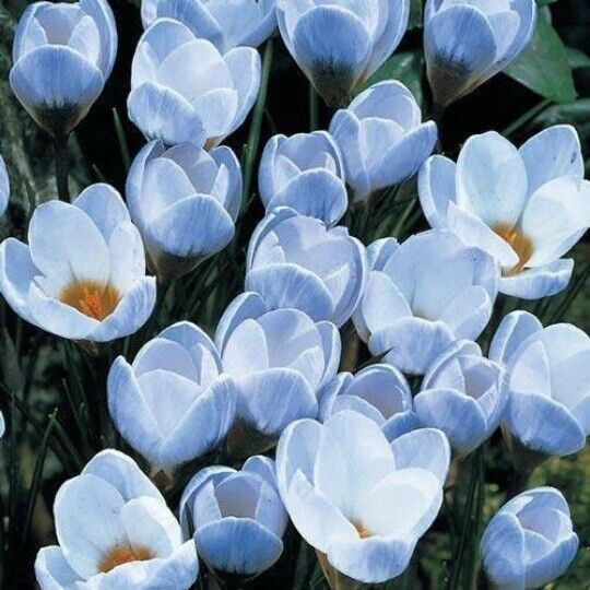 CROCUS~BLUE PEARL~EASY PERENNIAL FLOWER BULBS PLANT NOW FOR EARLY SPRING FLOWERS