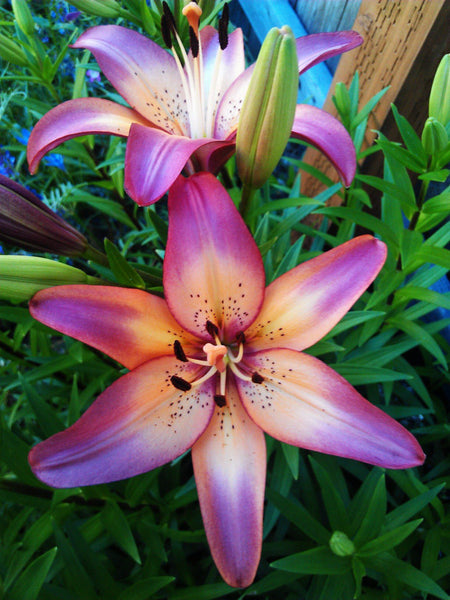Royal Sunset Lily Flower Bulbs Purple-Pink &Peach will bloom this spring/summer. Hardy zones: 3-9; easy to grow perennial, will multiply!!