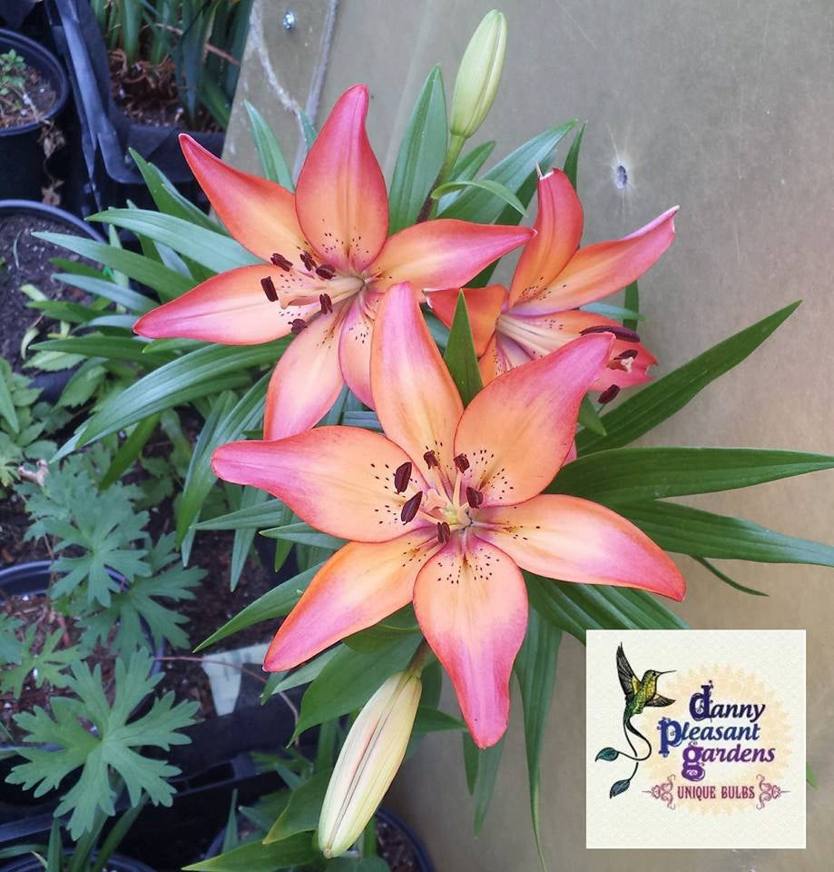 Royal Sunset Lily Flower Bulbs Purple-Pink &Peach will bloom this spring/summer. Hardy zones: 3-9; easy to grow perennial, will multiply!!