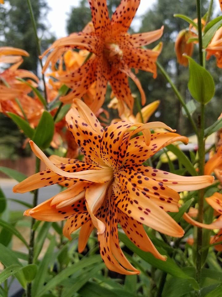 Lilium Flore Pleno Double Tiger Lily hardy perennial flower bulbs Heavily Spotted Spectacular Summer Blooming Plants *4-5 feet in Height!!