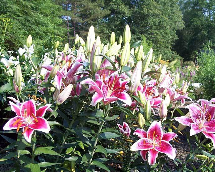 Oriental Stargazer Lily STARFIGHTER 14/+cm Flower Bulbs plant now for Summer flowers, make a great cut flower, vase arrangement FRAGRANT!!