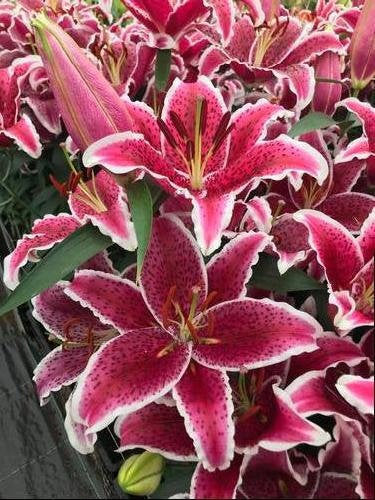 Oriental Stargazer Lily STARFIGHTER 14/+cm Flower Bulbs plant now for Summer flowers, make a great cut flower, vase arrangement FRAGRANT!!