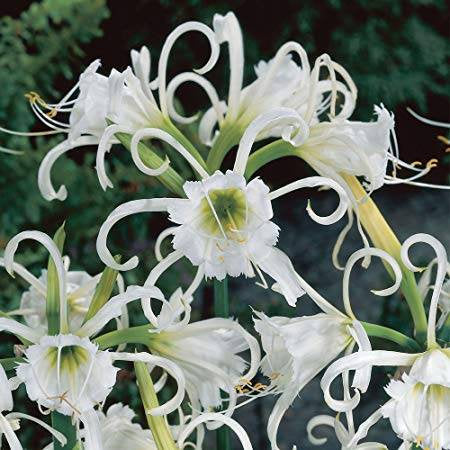 Hymenocallis Zwanenburg Ismene Spider Lily bulb fragrant flowers Peruvian Daffodil Amaryllis Family Unusual Plant Grow in Garden/Container