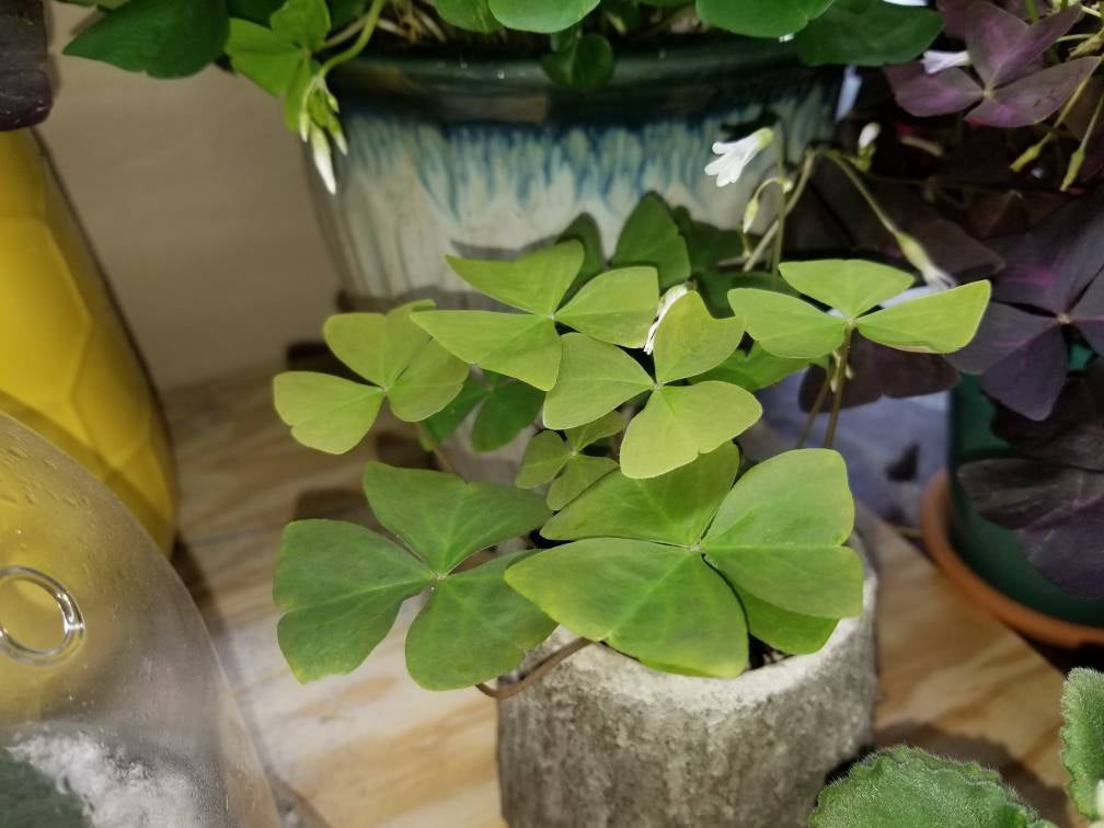 Oxalis Regnellii Green Shamrock Bulbs – Lucky Wood Sorrel, Live Plant Bulbs For Indoor/Outdoor