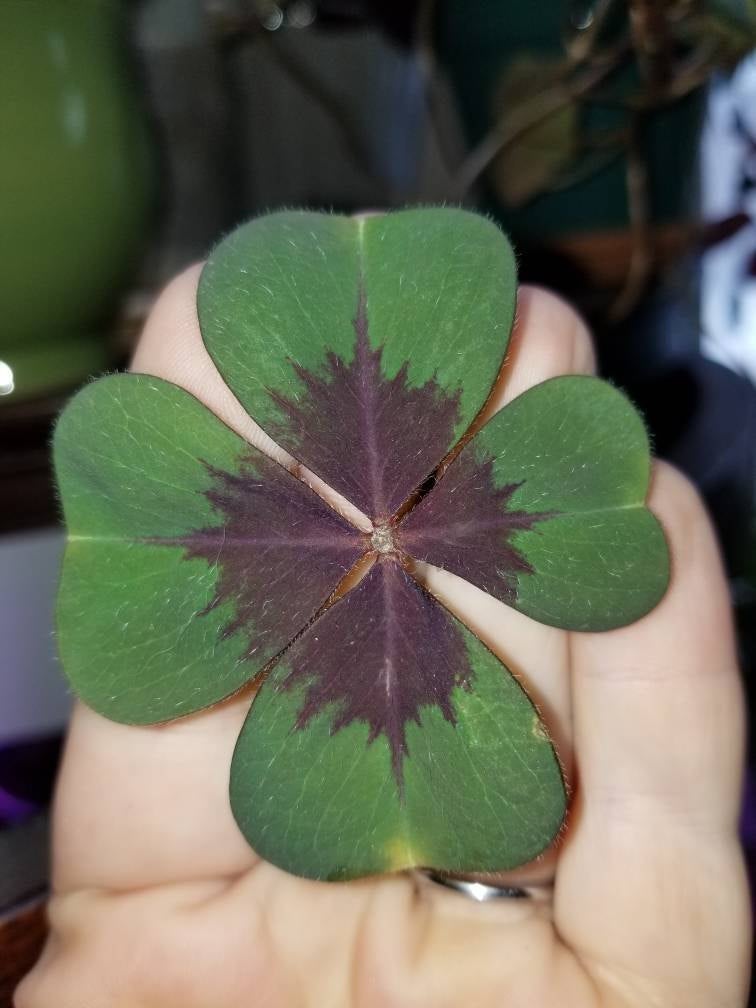 Oxalis deppei Iron Cross FOUR LEAF CLOVER Unique Shamrock flower bulbs good luck plant easy to grow indoors or outdoors~More in my Shop!!!