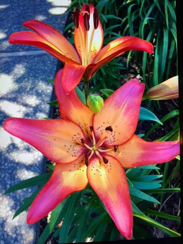 Royal Sunset Lily Flower Bulbs Purple-Pink &Peach will bloom this spring/summer. Hardy zones: 3-9; easy to grow perennial, will multiply!!